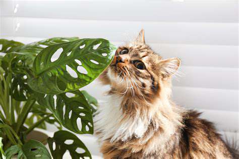 Cat Training 101: Understanding Feline Behavior