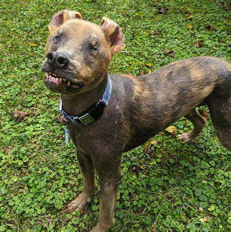The Best Wet Dog Foods for Hydration