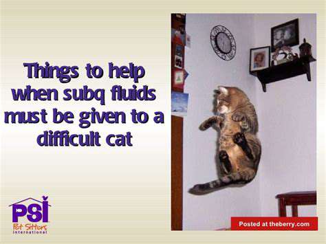 How to Give Your Cat a Bath (Without a Fight)