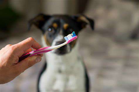 Maintaining Your Pet's Oral Hygiene at Home
