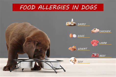 Diet and Pet Allergies: A Deep Dive