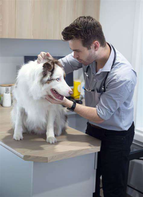 ImportantConsiderationsandVetConsultation