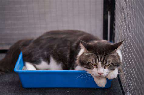 Choosing the Right Litter for Your Cat