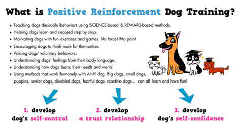 Leash Reactivity: Training Solutions for Reactive Dogs