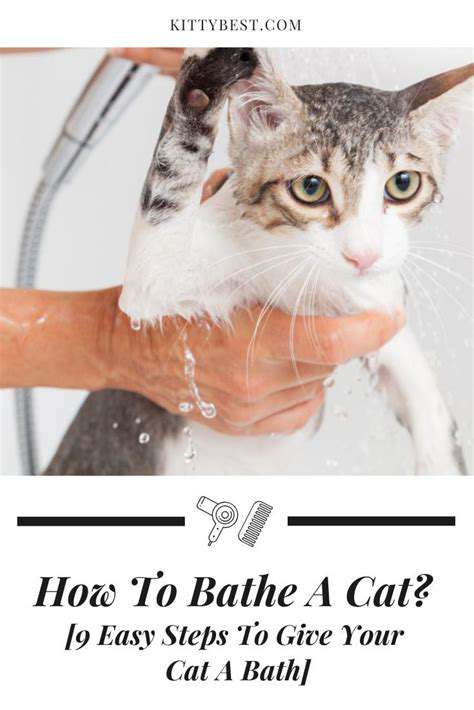 PreparingYourCatfortheBath