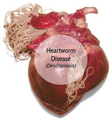 Heartworm Disease: Prevention and Treatment