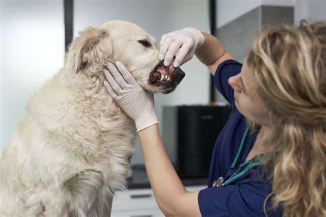 SignsYourPetNeedsaDentalCleaning