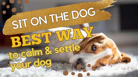 WhyTeachYourDogtoSettle?