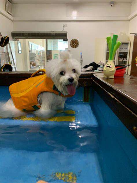 Benefits of Hydrotherapy for Pets