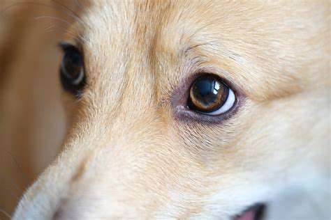 Eye Care for Pets: Cleaning and Recognizing Problems