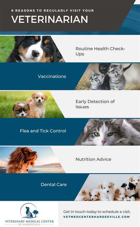 Preventative Vet Care: Why It Matters