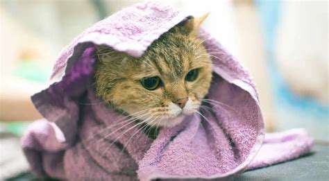 Giving Your Cat a Bath: The Gentle Approach