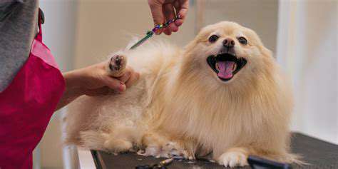 DIY Dog Grooming: Saving Money and Bonding