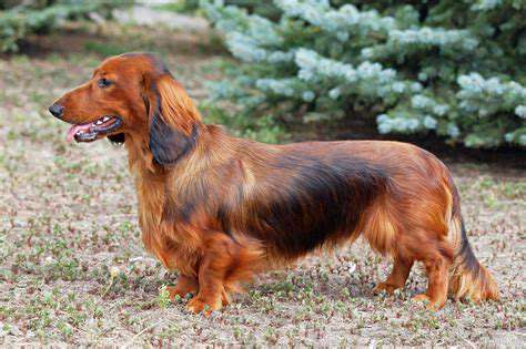 IdentifyingMattedFurinYourLong-HairedCompanion