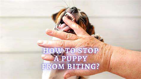 IdentifyingtheReasonsBehindPuppyBiting