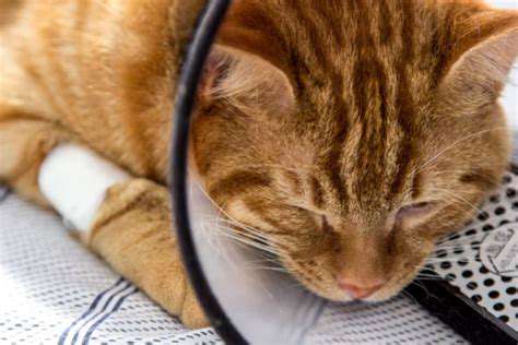 Preparing Your Pet for a Vet Visit: Reducing Stress