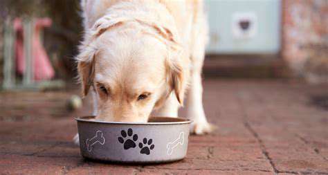 Dog Food Storage Containers: Keeping Food Fresh