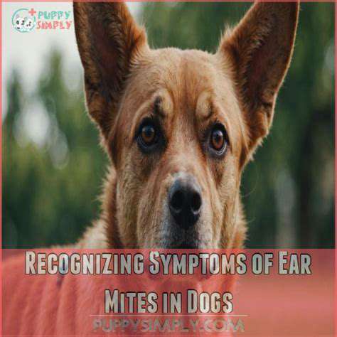 RecognizingtheSymptomsofEarMites