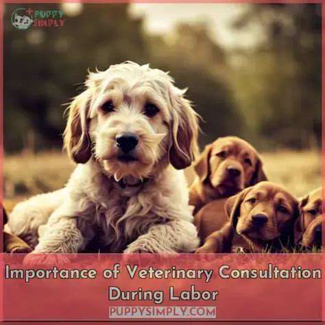 Best Puppy Foods for Small Breeds