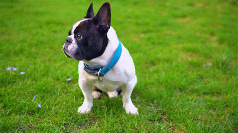 Understanding Pet Epilepsy: Causes and Treatment