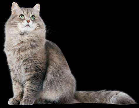 Cat Clicker Training: Unlocking Feline Potential