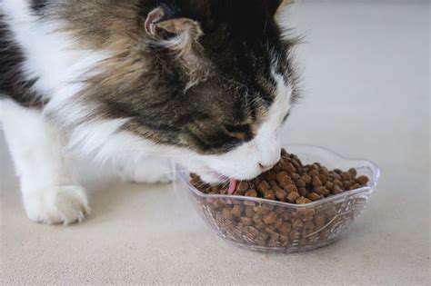 BeyondtheBasics:SpecializedSeniorCatFoodFormulas