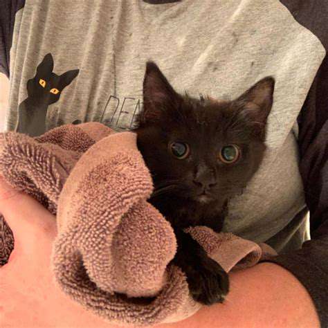 DryingYourCat:EnsuringaWarmandComfortableTransition