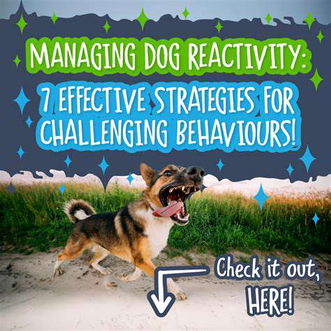 EffectiveStrategiesforManagingDogPhobias