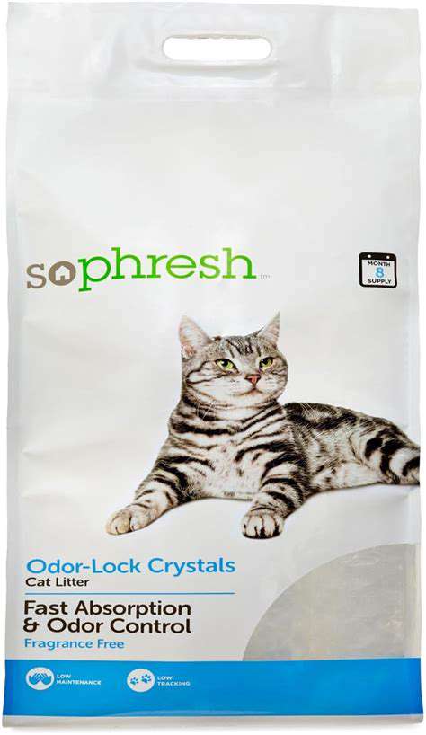 Cat Litter Box Solutions: Solving Accidents