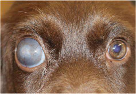 Pet Glaucoma: Symptoms, Diagnosis, and Treatment