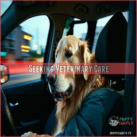 Pet First Aid for Burns: Immediate Steps