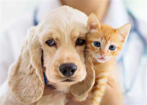 Pet Heartworm Prevention: Essential for All Dogs