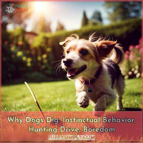 TheInstinctualDrive:WhyDoDogsDig?