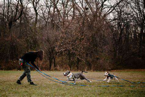 TrainingandtheLeash:APowerfulPartnership