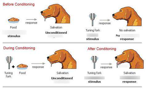 Stopping Excessive Barking: Effective Training Methods