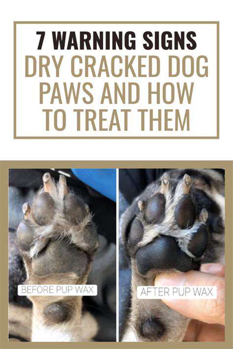IdentifyingtheSignsofDry,CrackedPaws