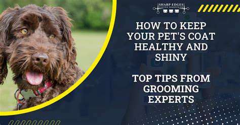 Best Pet Grooming Tools: For All Coat Types
